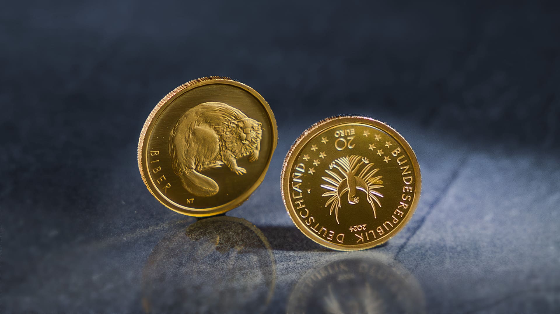 20-Euro-Goldmünze Biber steht vor blau-grauen Hintergrund 20-Euro-Goldmünze Biber steht vor blau-grauen Hintergrund